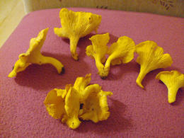 Cantharellus cibarius 13