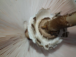 Lepiota procera4