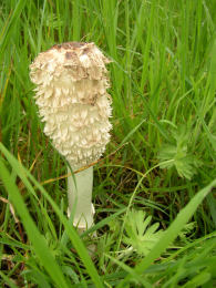 Coprinus comatusF2