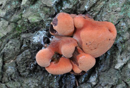 Fistulina hepatica