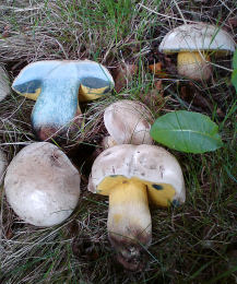 Boletus albidus 6. Mushroom