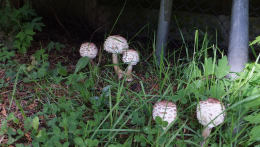 Macrolepiota rhacodes