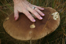 Cep Richard Scott Mushroom