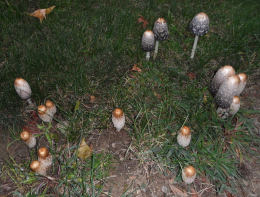 Coprinus comatusF2