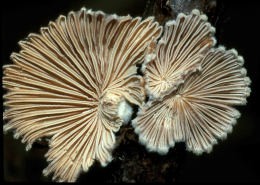 Schizophyllum commune2