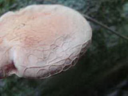 Rhodotus palmatus