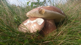 Cep Richard Scott