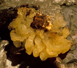 Tremella mesenterica