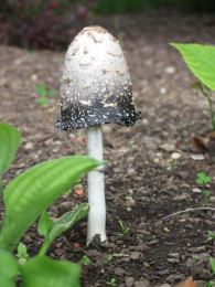 Coprinus comatusF2