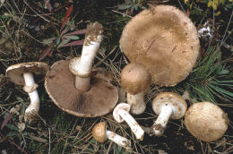 Agaricus sylvaticusF