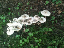 Macrolepiota rhacodes