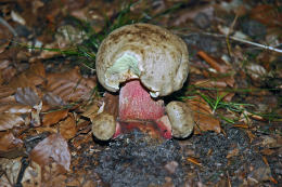 Boletus calopus 2