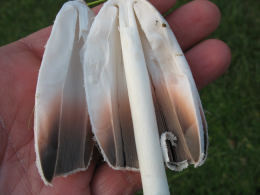 Coprinus comatusF2