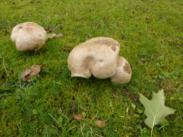 Boletus albidus 8