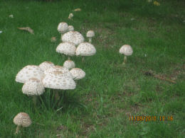 Lepiota rhacodes var hortensis