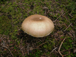 Agaricus subrutilescens Buck (Kauffm) Hotson &Stunz.jpg