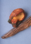 Boletus lignicola Mushroom