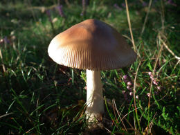 Amanita fulva 8