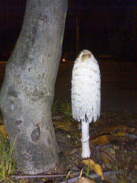 Coprinus comatusF2