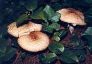 Agaricus augustus Buck.jpg Mushroom