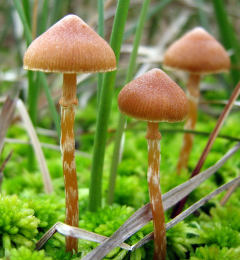 Galerina paludosa Mushroom