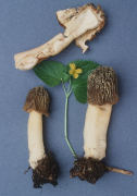 Verpa bohemica Mushroom