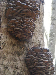 Pleurotus ostreatus 005