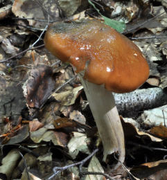 Cortinarius collinitus 2