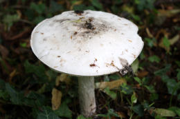 Amanita strobiliformis Mushroom