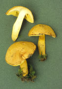 Boletus leonis Mushroom