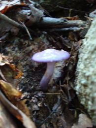 Cortinarius lilacinus