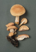 Rhodotus palmatus Mushroom