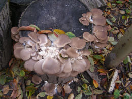 Pleurotus ostreatus 005