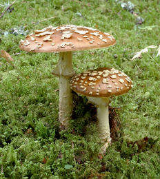 A regalis-from Roar Rismark Mushroom