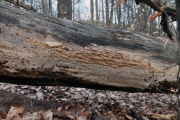 Antrodia sinuosa Mushroom