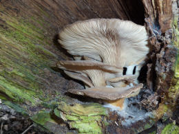 Pleurotus ostreatus 005