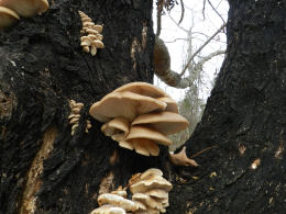 Pleurotus ostreatus 005