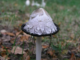 Coprinus comatusF2