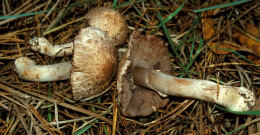 Agaricus sylvaticusF