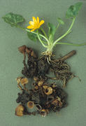 Sclerotinia tuberosa Mushroom