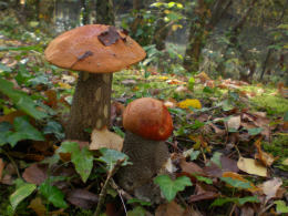 Leccinum versipelle 33