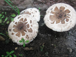 Lepiota procera4