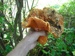 Hypomyces lactifluorum 2