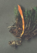 Cordyceps militaris 2 Mushroom