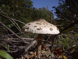 Lepiota procera4