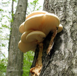 Pleurotus ostreatus 005