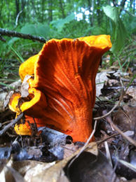 Hypomyces lactifluorum 2