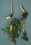 Cordyceps militaris3 Mushroom