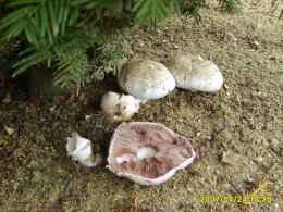 Agaricus bisporus2