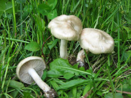 Entoloma clypeatum2